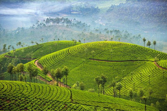 Club Mahindra Munnar